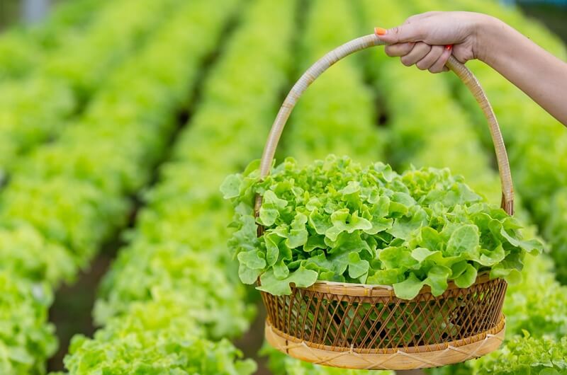 jenis sayuran urban farming