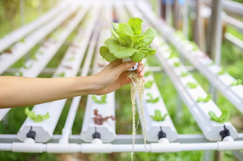 manfaat urban farming untuk keluarga dan lingkungan