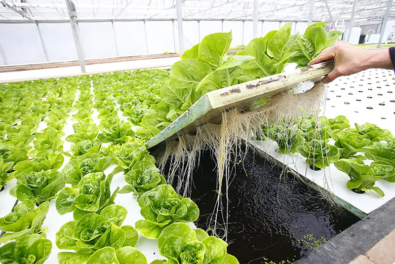 sistem hidroponik deep water culture (dwc)