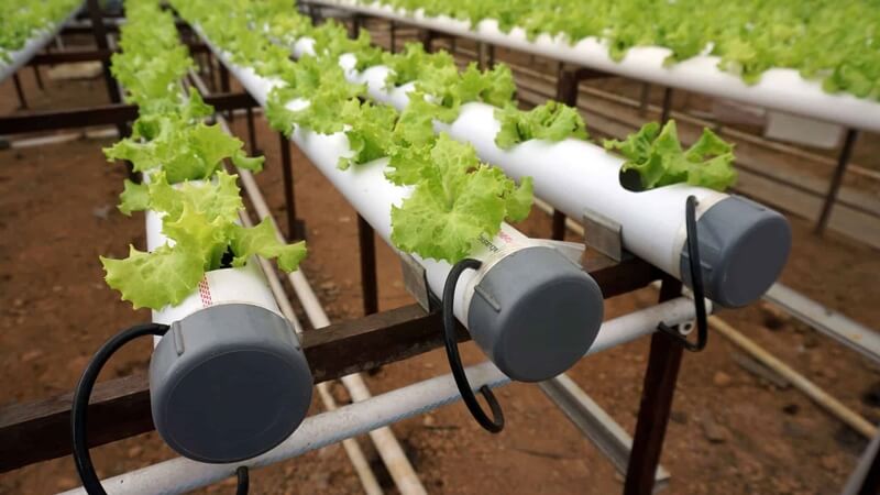 sistem hidroponik drip irrigation