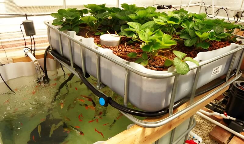 urban farming aquaponik mini