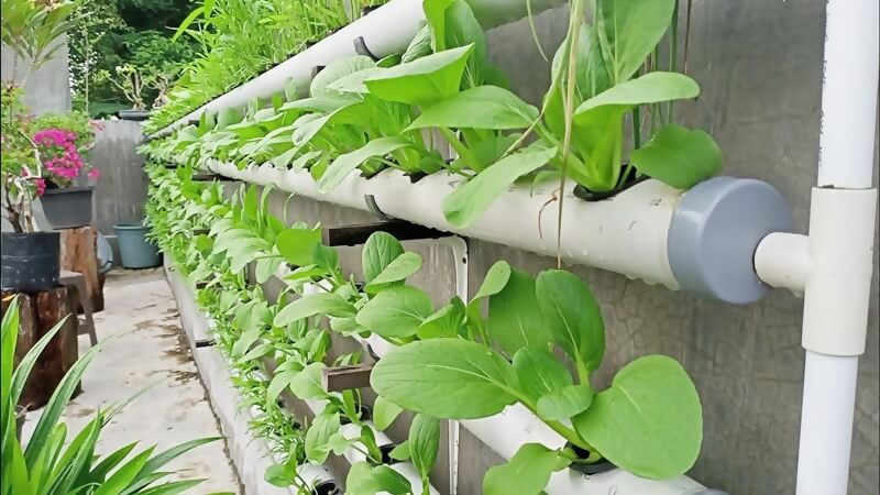 urban farming hidroponik sederhana