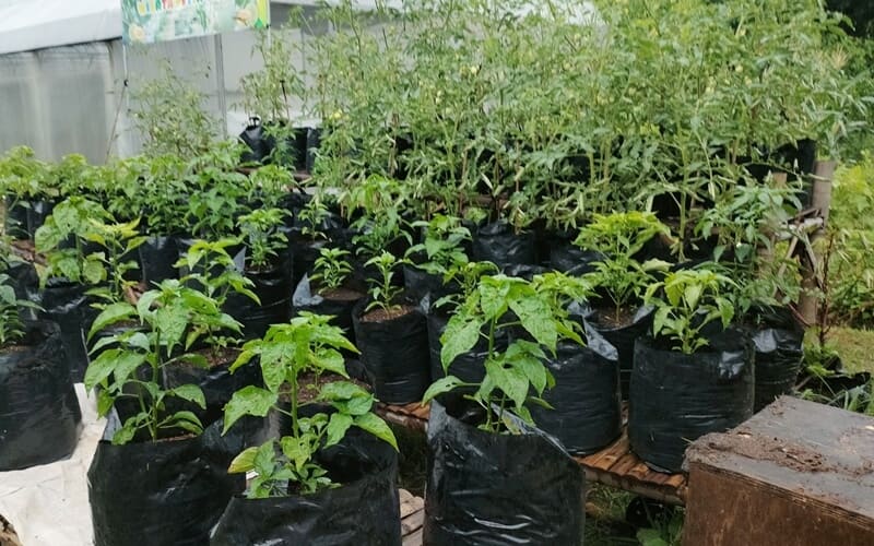urban farming pot dan polybag