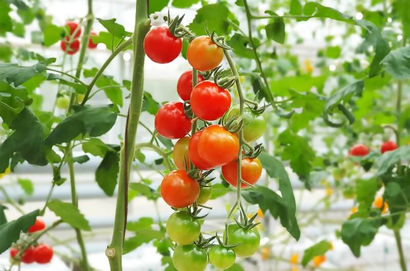 urban farming sayuran buah produktif