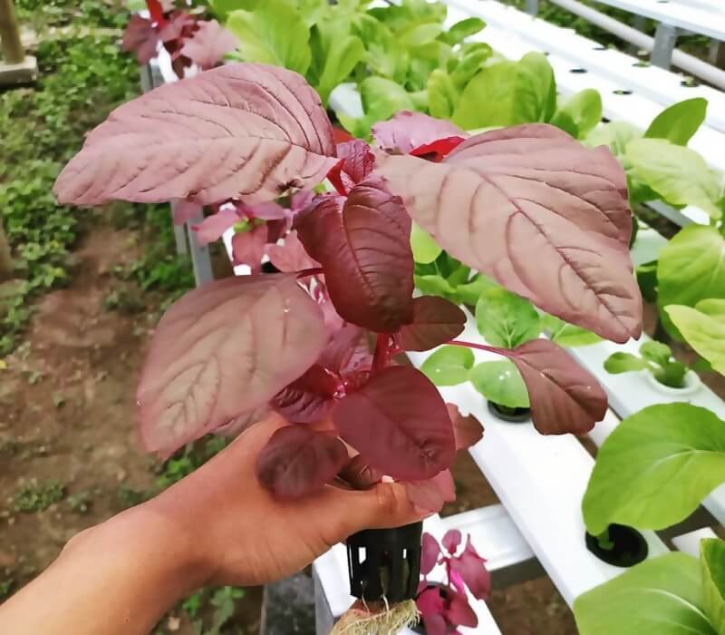 urban farming sayuran daun