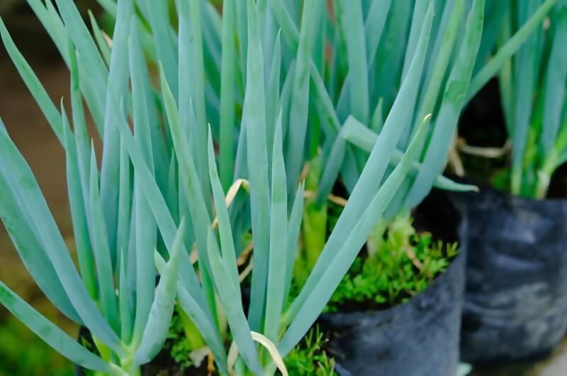urban farming tanaman herbal aromatik